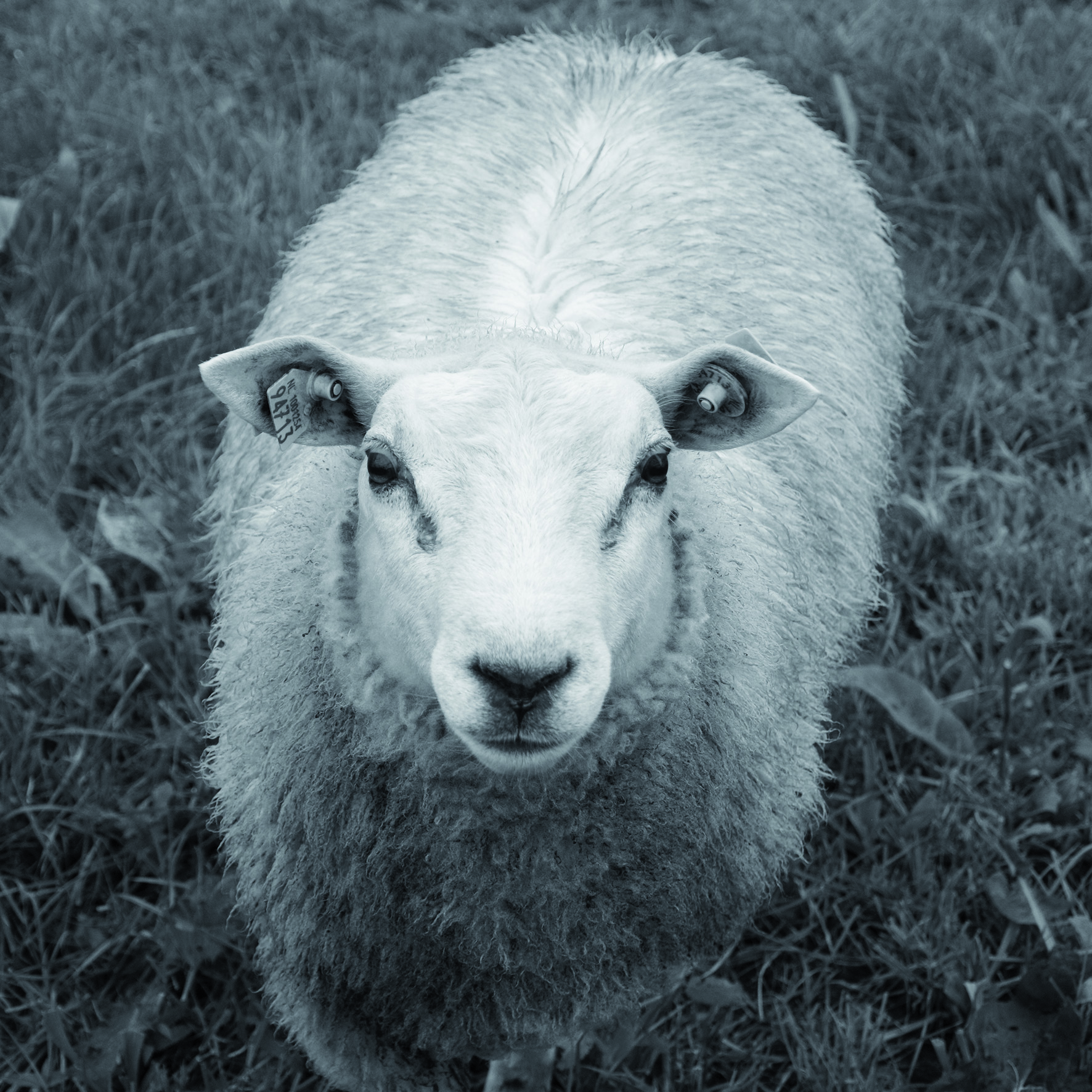 schaap-1-hover