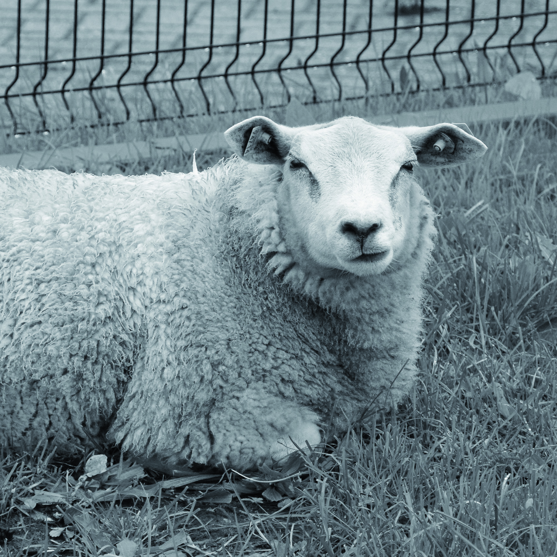 schaap-2-hover